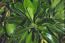 Растения, из которых индейцы добывают смертельный яд кураре Яд кураре имеет растительное или животное происхождение